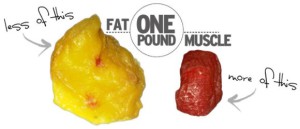 how_it_works_muscle_fat1 (1)