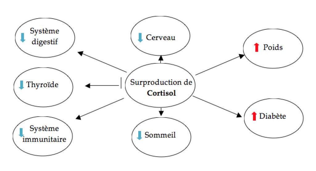 surproduction-de-cortisol